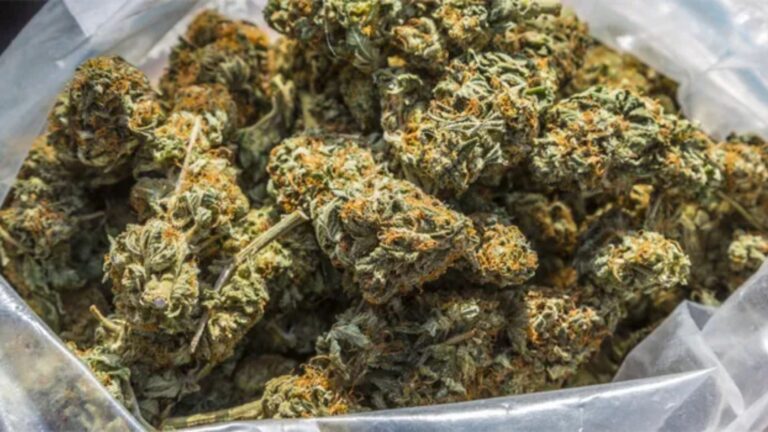 पर्साबाट २१३ किलो गाँजा बरामद : नगद कारोबारकै कारण यस्ता अपराध बढ्दै